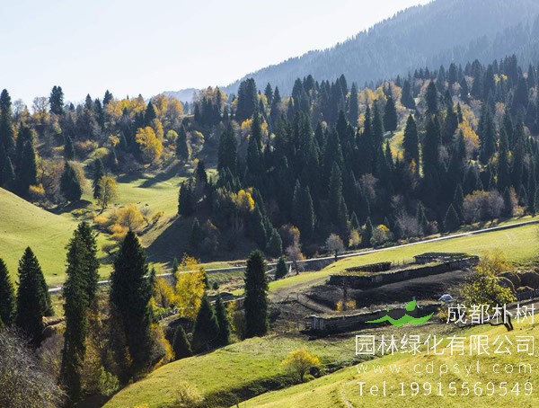 松树的特点有哪些？有哪些用途？