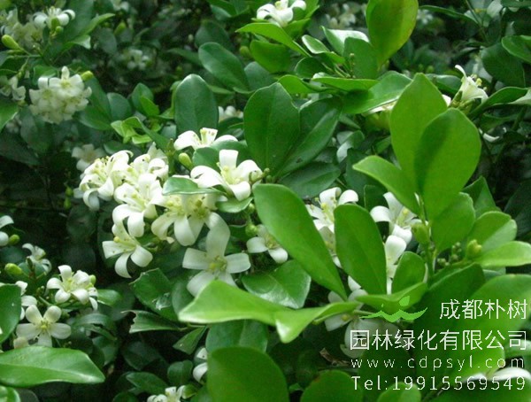 七里香价格-图片-形态特征-生长环境-分布范围以及主要价值