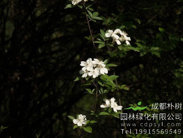 七里香的花香对身体健康有没有影响呀？