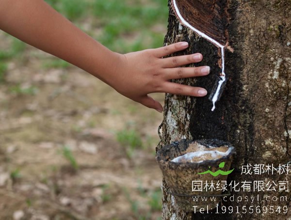 橡胶树价格-图片-植物学史-形态特征-生长环境-分布情况-主要价值以及植物文化