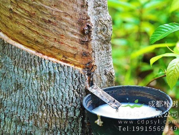 橡胶树价格-图片-植物学史-形态特征-生长环境-分布情况-主要价值以及植物文化