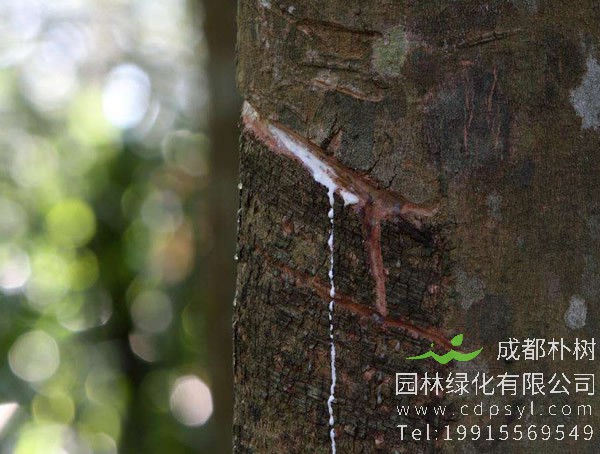 为什么在西双版纳种植橡胶树？