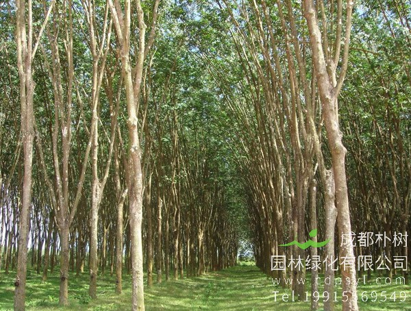 橡胶树价格-图片-植物学史-形态特征-生长环境-分布情况-主要价值以及植物文化