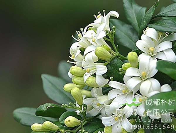 七里香图片大全，最新的七里香图片欣赏