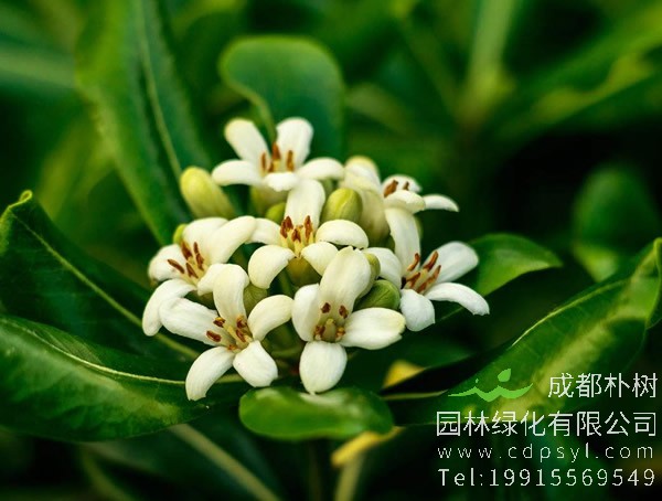 七里香的繁殖方法、栽培要点以及病虫害防治介绍