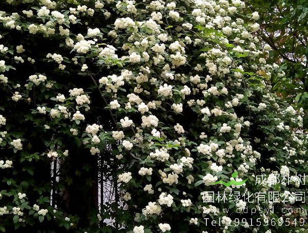 七里香价格-图片-形态特征-生长环境-分布范围以及主要价值