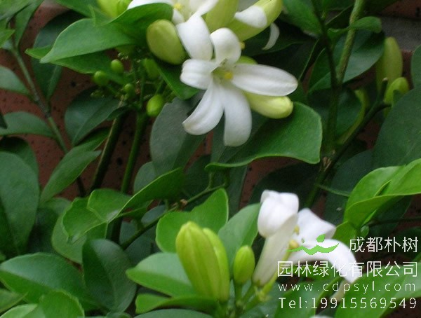 七里香图片大全，最新的七里香图片欣赏