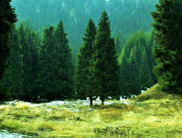 松树价格-图片-植物学史-形态特征-分布范围-主要价值以及植物文化