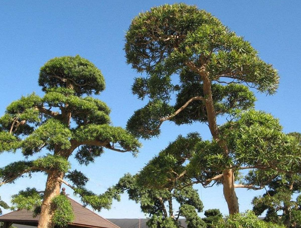 松树为什么一年四季都是绿色的？