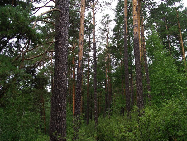 松树有多少种类？