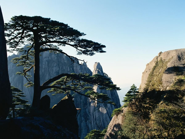 松树的雌雄区分，松树也分雌雄么？