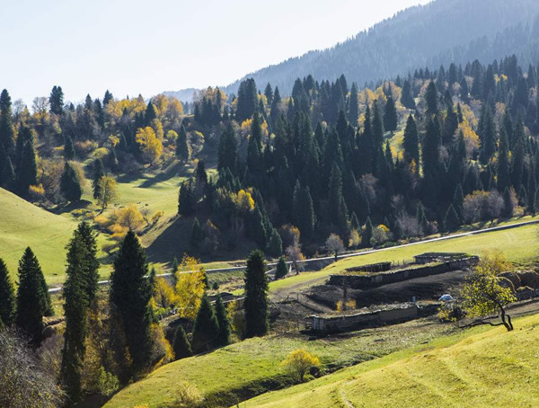松树的特点有哪些？有哪些用途？