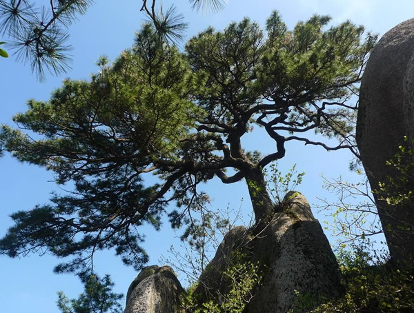 松树图片大全，最新松树图片欣赏