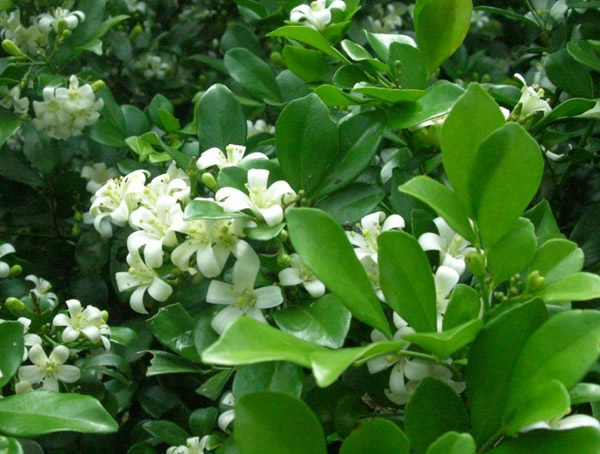 七里香价格-图片-形态特征-生长环境-分布范围以及主要价值
