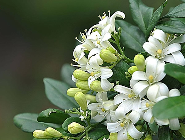 七里香的繁殖方法、栽培要点以及病虫害防治介绍