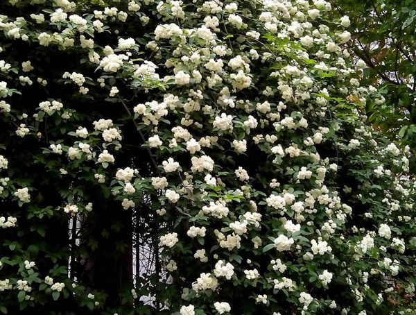 七里香是常年开花的植物吗？