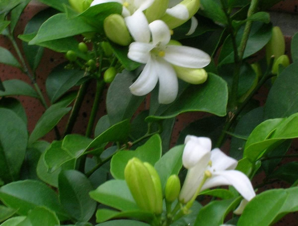 七里香怎么养？七里香栽培方法介绍