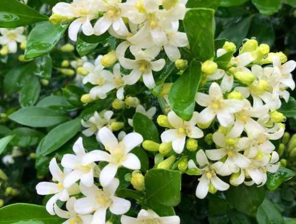 七里香是什么花？七里香的花语是什么？