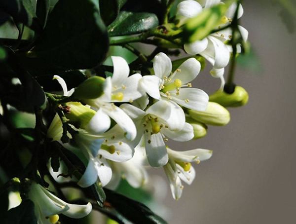 七里香与九里香的区别有哪些？