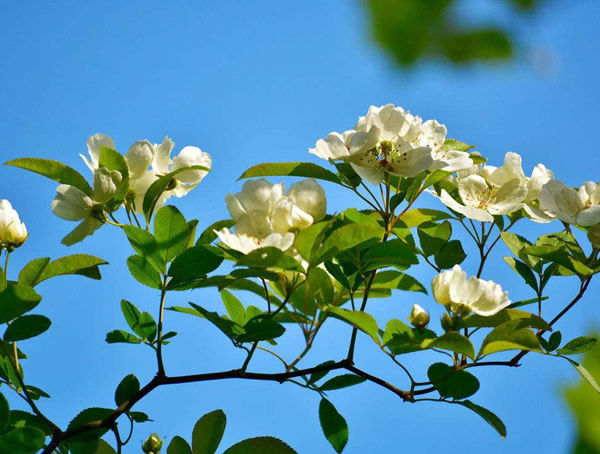 家里养七里香有什么好处？