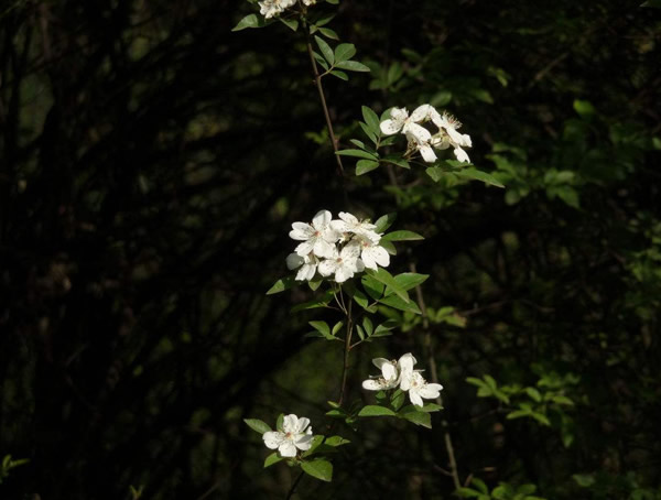 七里香图片大全，最新的七里香图片欣赏