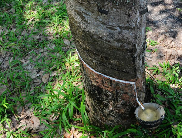 橡胶树价格-图片-植物学史-形态特征-生长环境-分布情况-主要价值以及植物文化