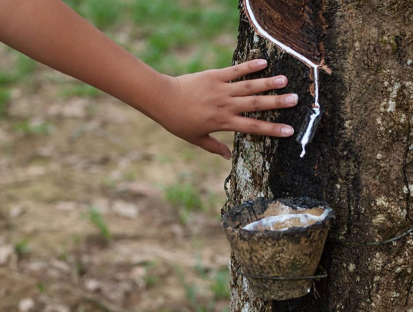 橡胶树的栽培方法、苗木定植、抚管措施以及病虫防治方法介绍