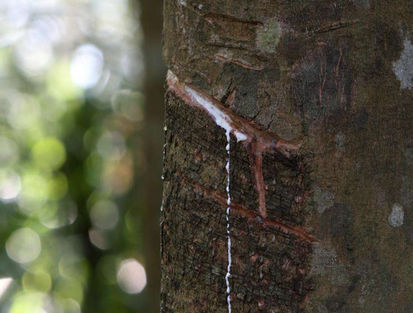 为什么在西双版纳种植橡胶树？