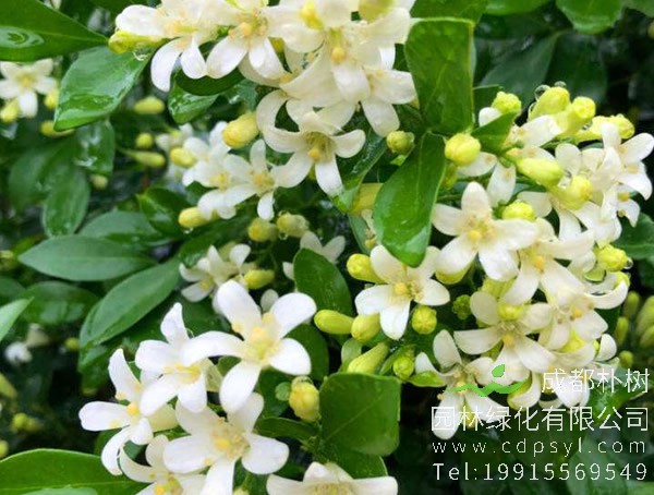 七里香是什么花？七里香的花语是什么？