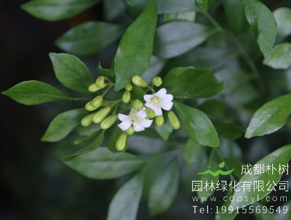 七里香图片大全，最新的七里香图片欣赏