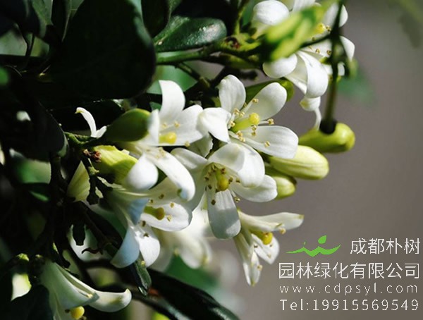 七里香与九里香的区别有哪些？