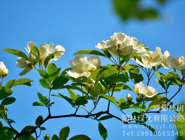 家里养七里香有什么好处？