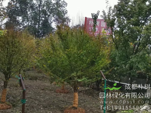 14公分鸡爪槭-高度4.5米-冠幅4米-价格4200元-新货精品好苗