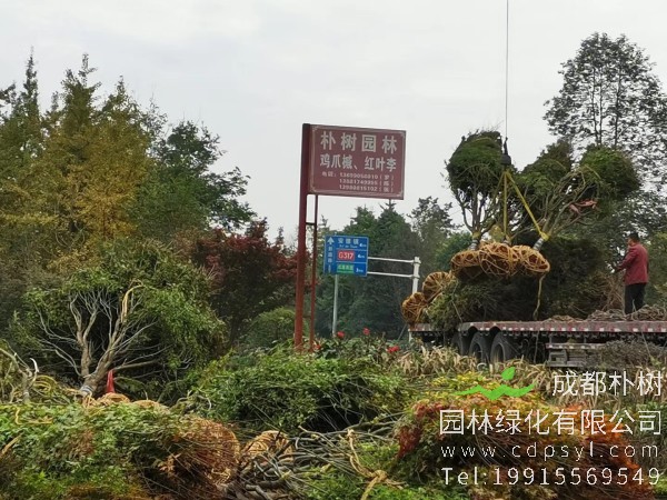 14公分鸡爪槭-高度4.5米-冠幅4米-价格4200元-新货精品好苗