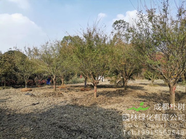 14公分鸡爪槭-高度4.5米-冠幅4米-价格4200元-新货精品好苗