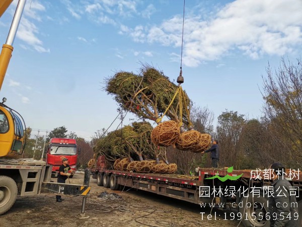 14公分鸡爪槭-高度4.5米-冠幅4米-价格4200元-新货精品好苗