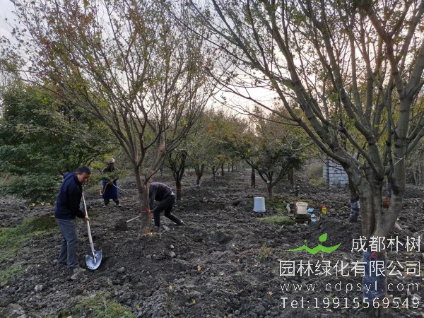 14公分鸡爪槭-高度4.5米-冠幅4米-价格4200元-新货精品好苗