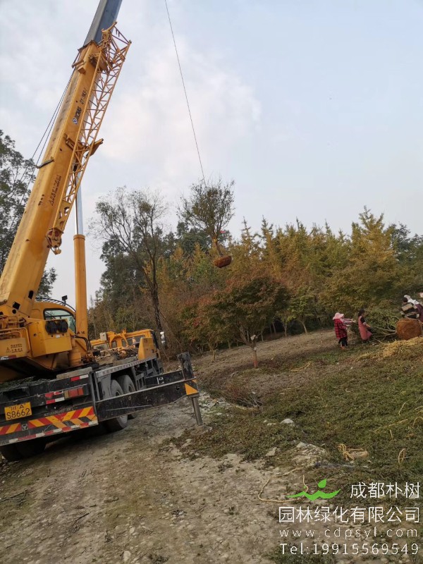 15公分精品鸡爪槭-高度4.5米-冠幅4米-价格5800元苗圃新货