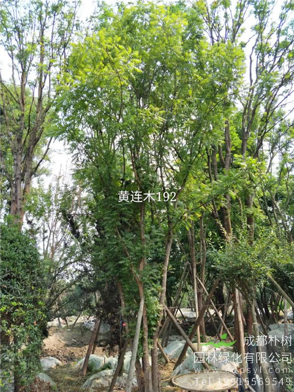 45公分丛生黄连木-高度9.5米-冠幅5m-价格6500元