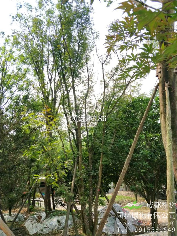 45公分丛生黄连木-高度9m-冠幅6m-价格8000元