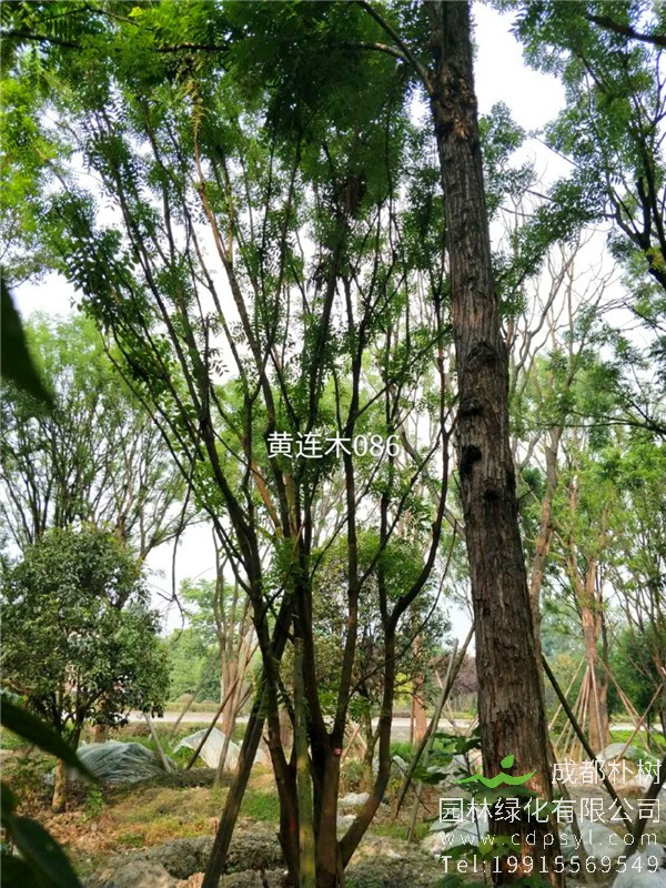 44公分丛生黄连木-高度8m-冠幅5m-价格4400元