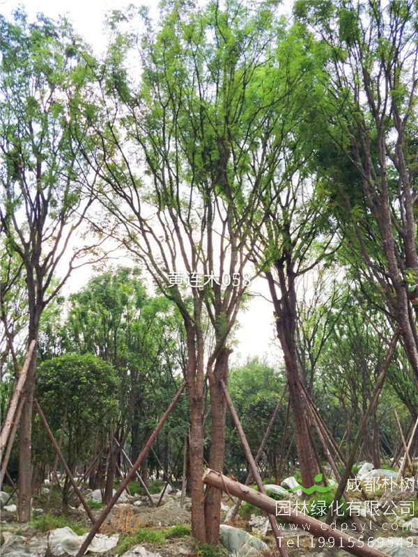 70公分丛生黄连木-高度10m-冠幅8m-价格16200元