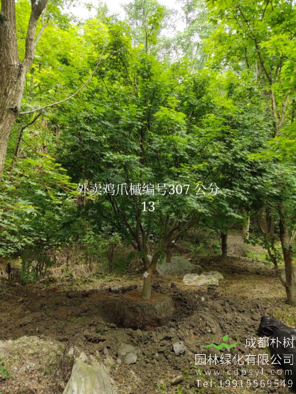 13公分鸡爪槭-高度4米-冠幅4米-价格3300元-精品好货大量供应