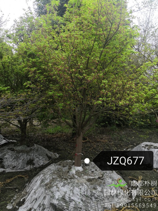 13公分鸡爪槭-高度4米-冠幅4米-价格3300元-精品好货大量供应