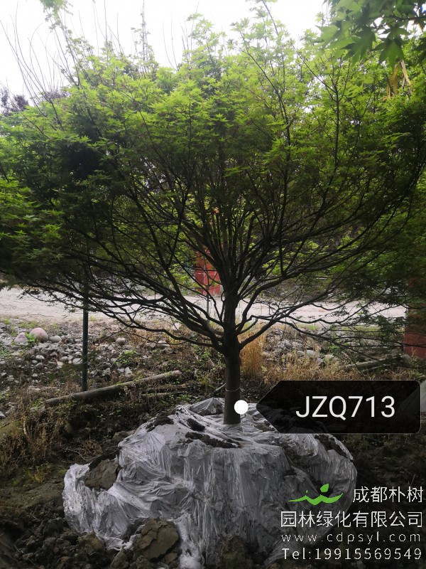 13公分鸡爪槭-高度4米-冠幅4米-价格3300元-精品好货大量供应