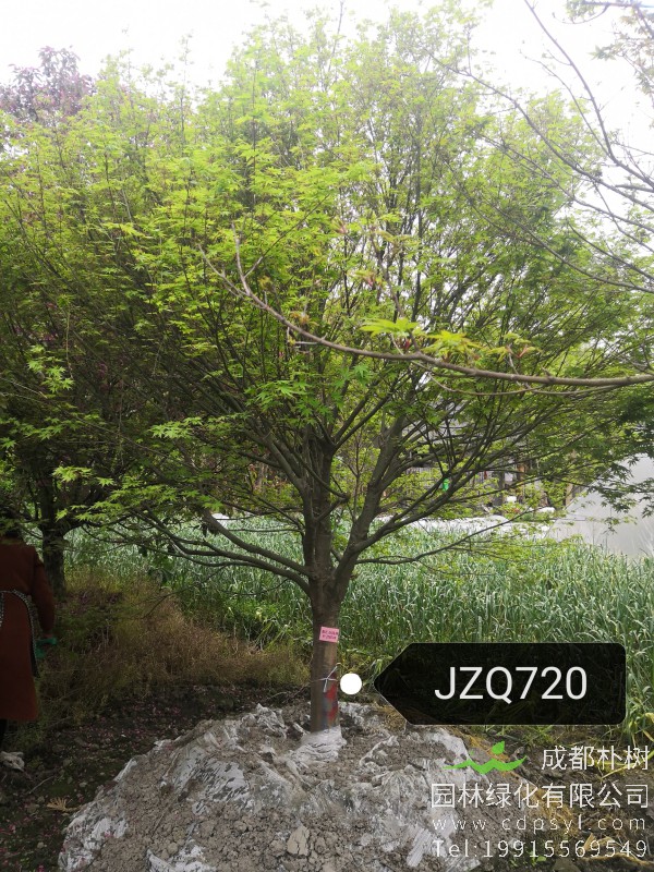 13公分鸡爪槭-高度4米-冠幅4米-价格3300元-精品好货大量供应