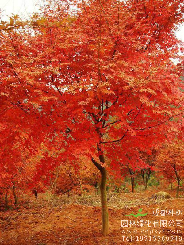 13公分鸡爪槭-高度4米-冠幅4米-价格3300元-精品好货大量供应