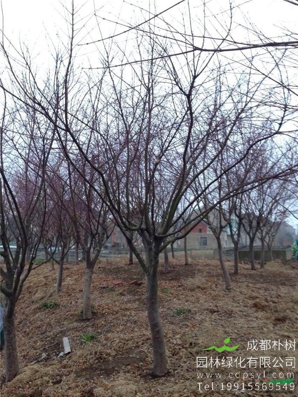 10公分鸡爪槭-高度3m-冠幅3m-价格1300元