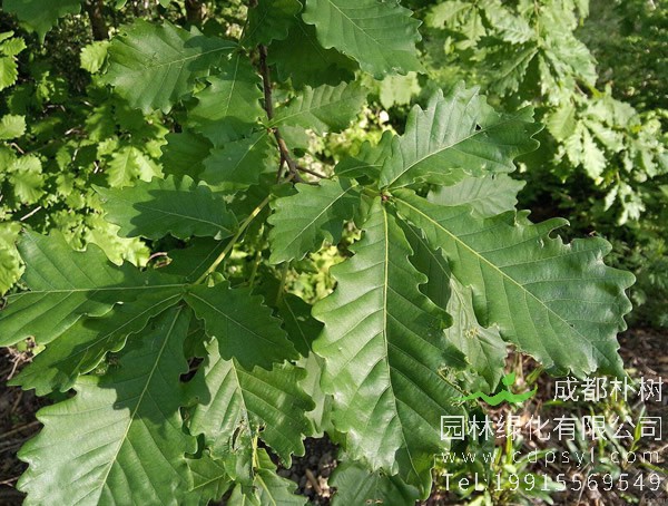 蒙古栎的栽培技术有哪些？