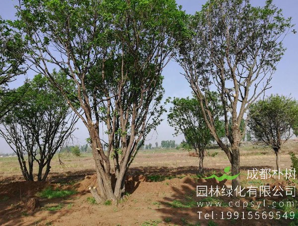 蒙古栎的栽培技术有哪些？